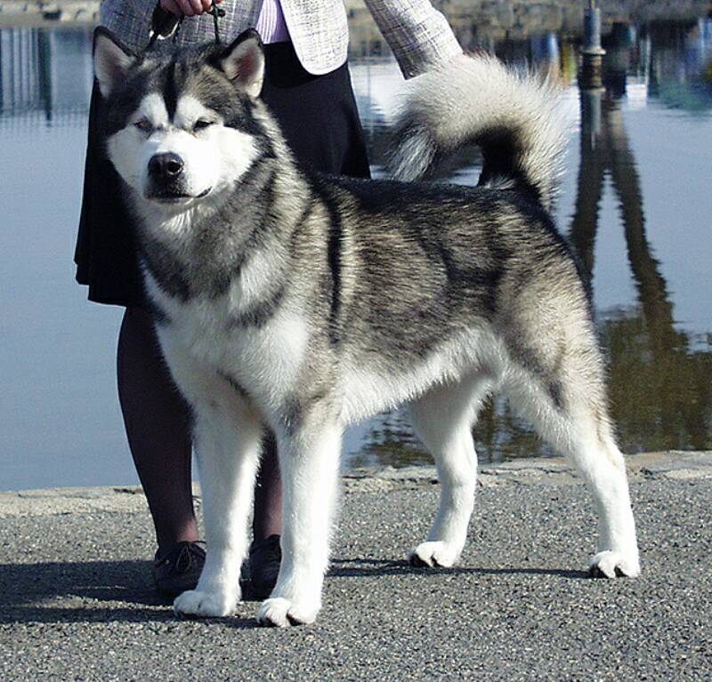 Grey and best sale white alaskan malamute