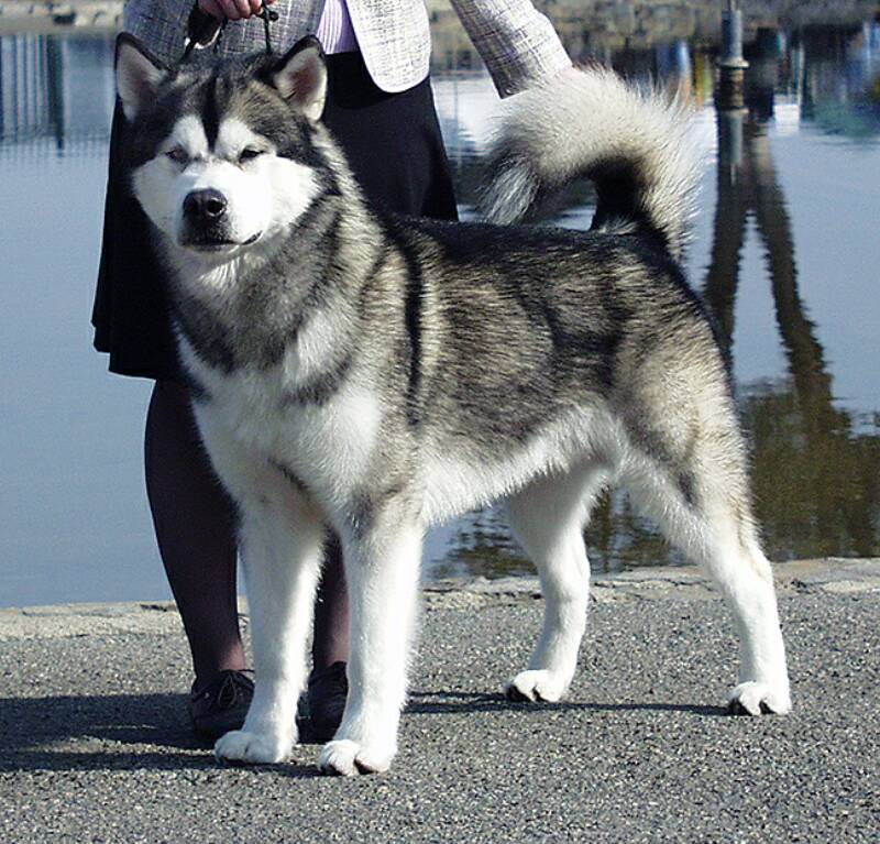 grey and white alaskan malamute