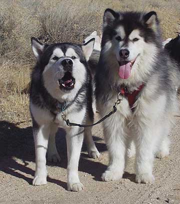 types of malamutes