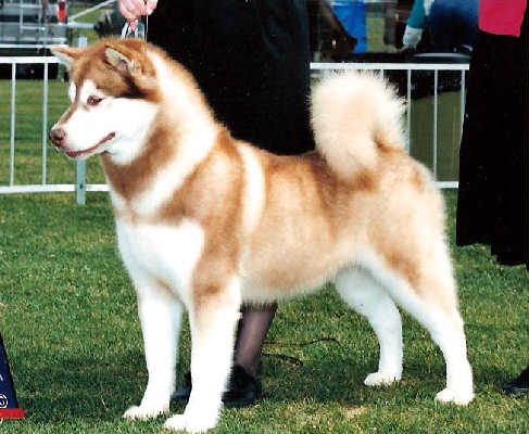 Red and white alaskan sales malamute