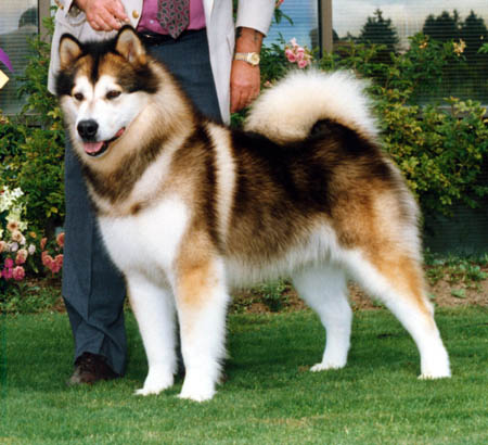 red and white malamute