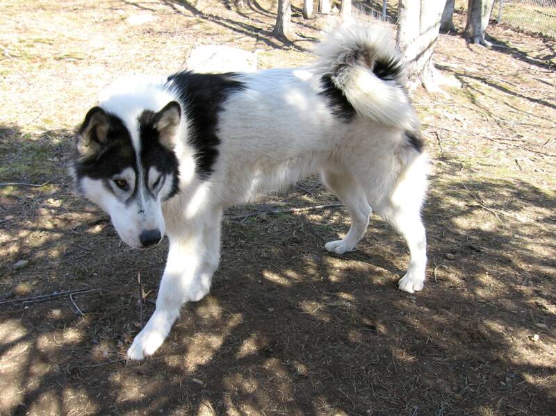 spotted siberian husky