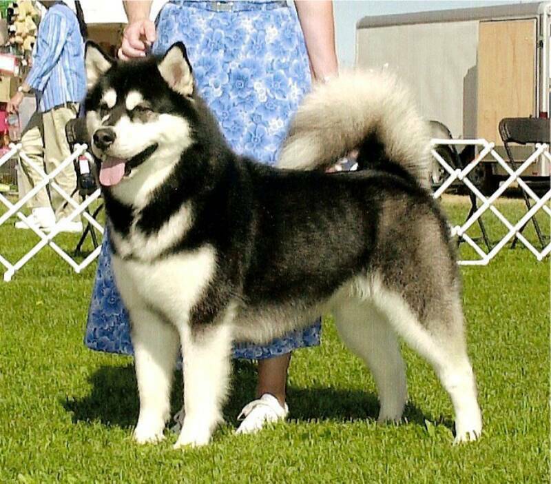 black and white alaskan malamute