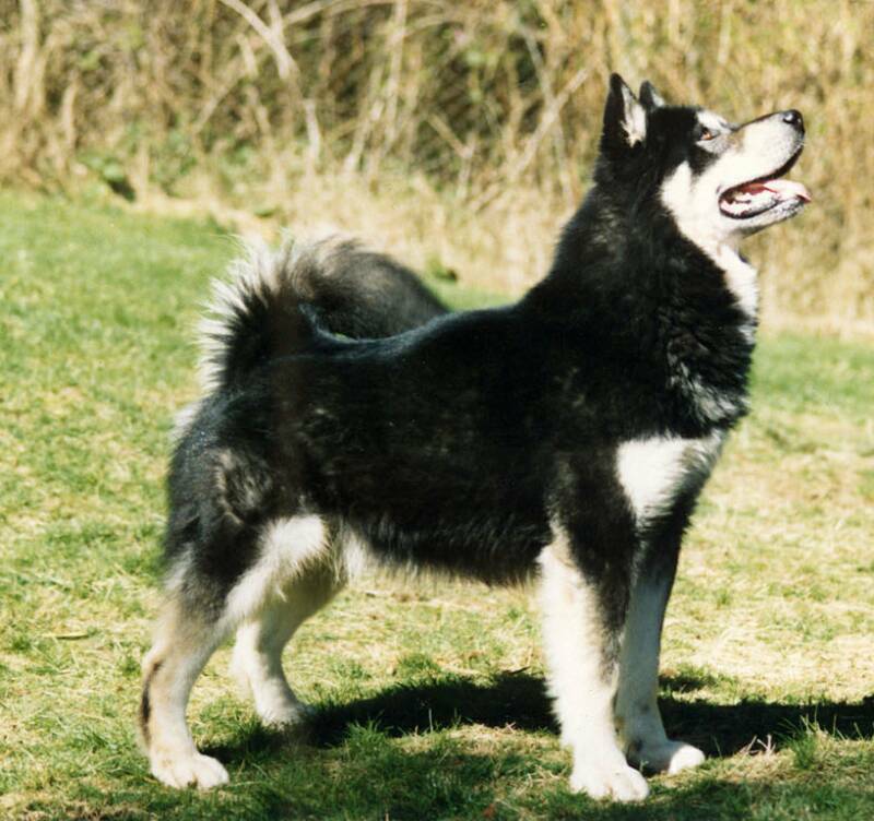 black and white alaskan malamute